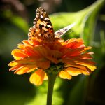 butterfly on mexican sunflower
