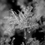 photo of a single snowflake showing details of ice crystals