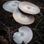 tiny, translucent mushrooms in mulch