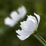 A pair of white cosmos flowers