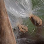 close-up of milkweed seeds