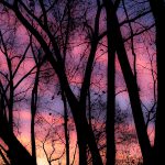 sunrise colors through the trees
