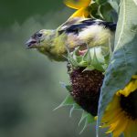 bird eating sunflower seed perched on flower